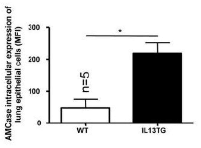 Intracellular AMCase in wildtype and IL-13 TG.jpg